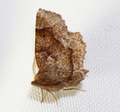 Metarranthis hypochraria