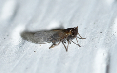 Isodelphax basivitta