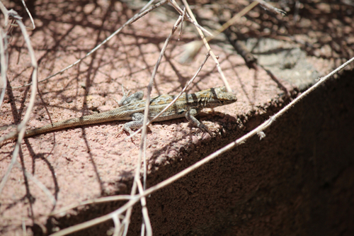 iNaturalist observation photo of Western Side-blotched Lizard