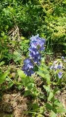 Penstemon cyananthus
