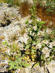 Erythranthe parishii