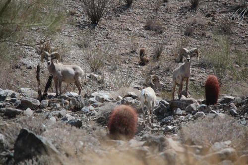 iNaturalist observation photo of Desert Bighorn Sheep