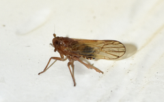 Pareuidella
