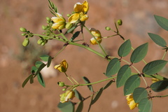 Senna planitiicola