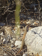 Aspidoscelis gularis semifasciatus