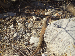 Aspidoscelis gularis semifasciatus