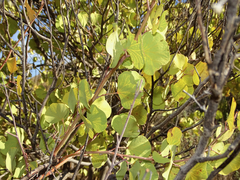 Senegalia crassifolia