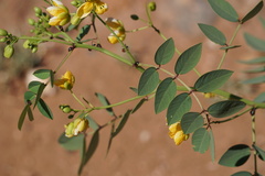 Senna planitiicola