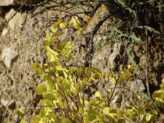 Senegalia crassifolia