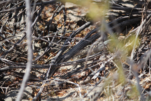 iNaturalist observation photo of Western Whiptail