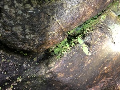 Crepidomanes intricatum