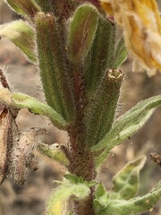 Oenothera elata hookeri