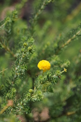 Acacia chippendalei