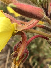 Oenothera elata hookeri
