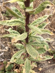 Oenothera elata hookeri