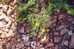 Acacia chippendalei