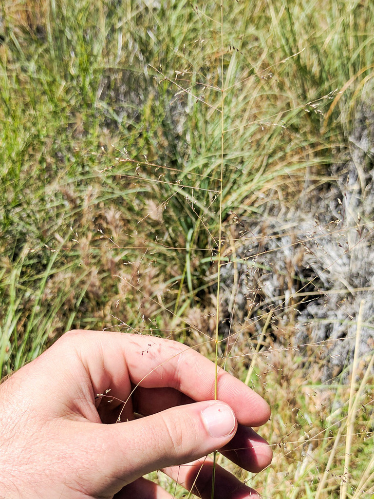 scratch grass from San Bernardino National Forest, Riverside