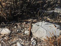 Aspidoscelis gularis semifasciatus