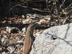 Aspidoscelis gularis semifasciatus