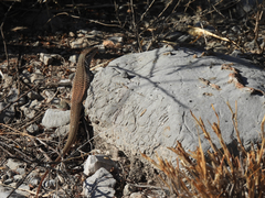 Aspidoscelis gularis semifasciatus