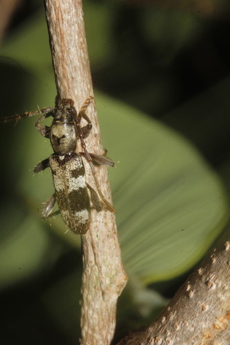 Poecilomallus palpalis