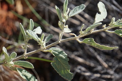 Corchorus sericeus densiflorus