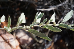 Corchorus sericeus densiflorus