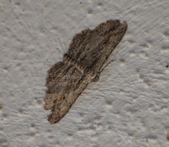 Iridopsis obliquaria