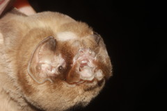 Mormoops megalophylla