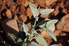 Corchorus sericeus densiflorus