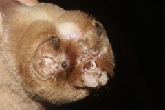 Mormoops megalophylla