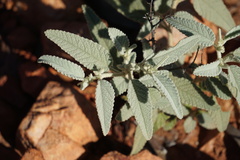 Corchorus sericeus densiflorus