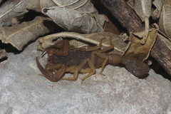 Centruroides ochraceus