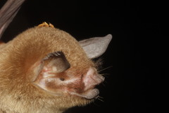 Pteronotus mesoamericanus