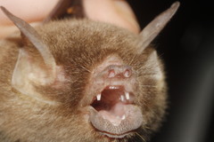 Pteronotus mesoamericanus