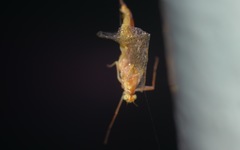Potamanthus luteus