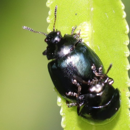 Willow Leaf Beetle, photo 5 of 7