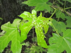 Phyllocnistis liquidambarisella