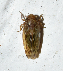 Xestocephalus similis
