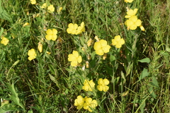 Oenothera pilosella