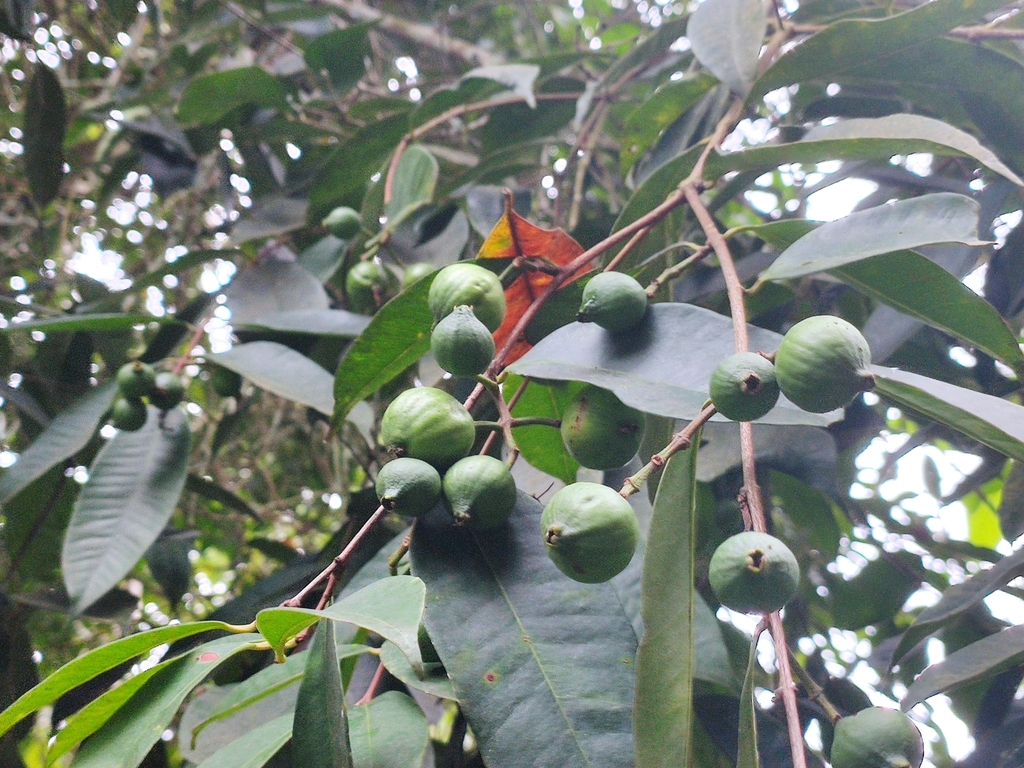Syzygium oblatum (Syzygium oblatum)