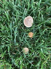 Marasmius oreades