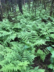 Dryopteris campyloptera