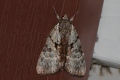 Catocala andromedae