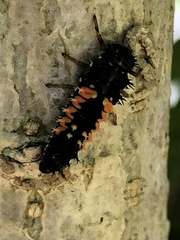 Harmonia axyridis