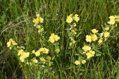 Oenothera pilosella