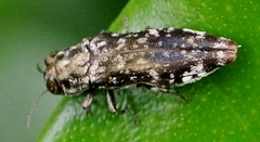 Agrilus occipitalis
