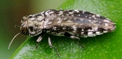 Agrilus occipitalis