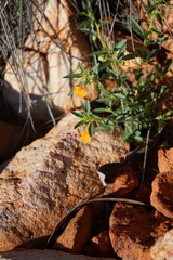 Pigea aurantiaca