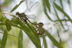 Arigomphus submedianus